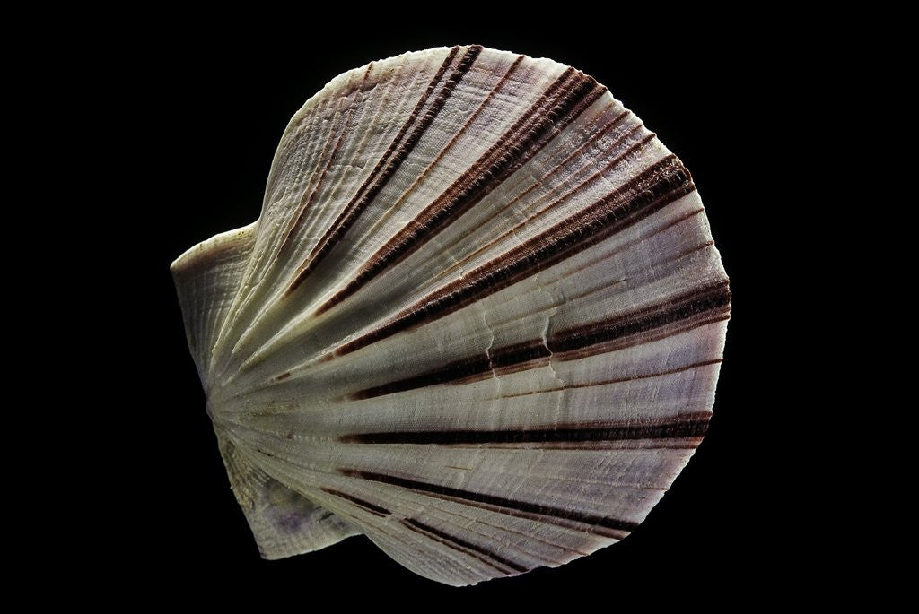 Detail of Equichlamys bifrons by Anonymous