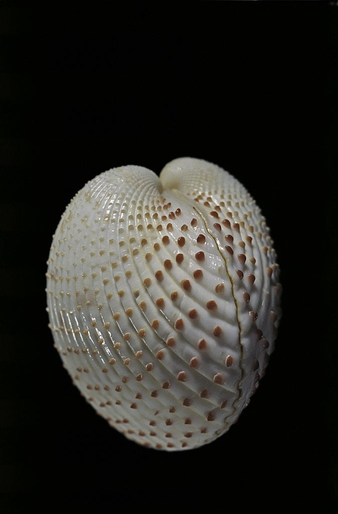 Detail of Fragum unedo by Anonymous