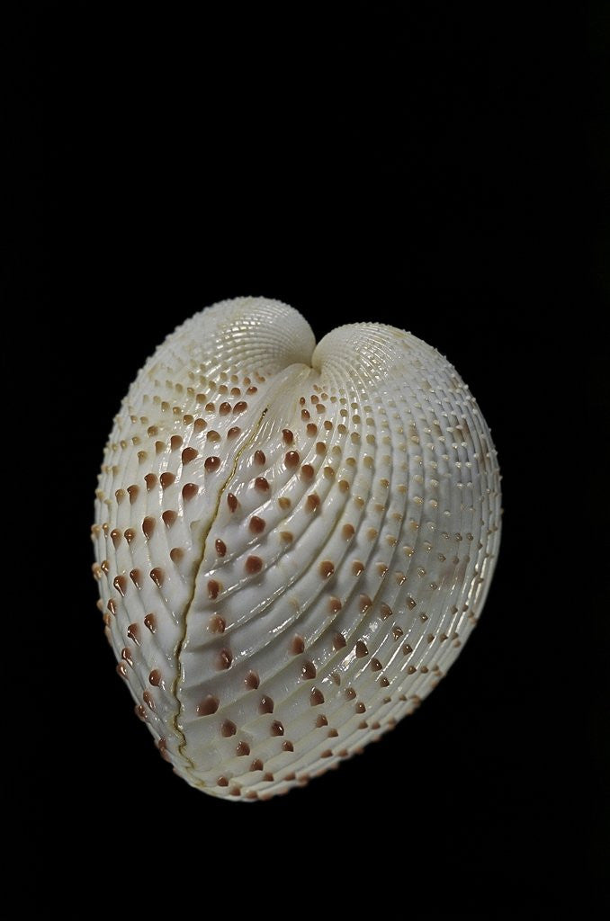 Detail of Fragum unedo by Anonymous