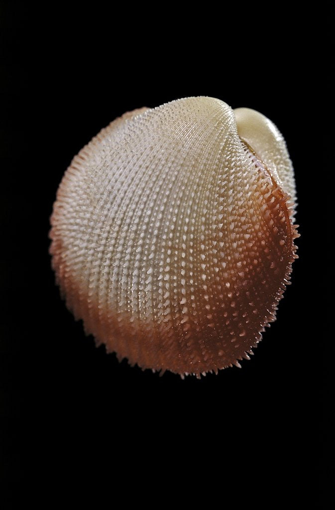 Detail of Frigidocardium exasperatum by Anonymous