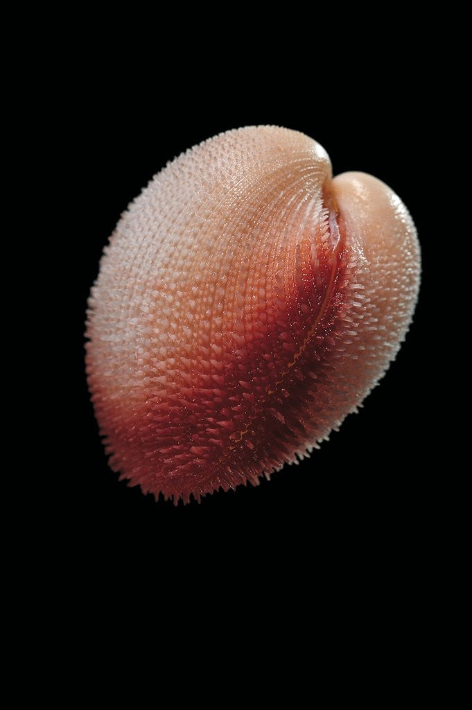 Detail of Frigidocardium exasperatum by Anonymous