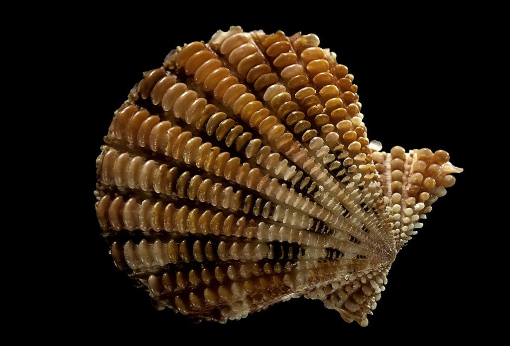 Detail of Gloripallium speciosum by Anonymous