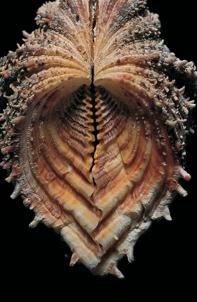 Detail of Hippopus hippopus by Anonymous