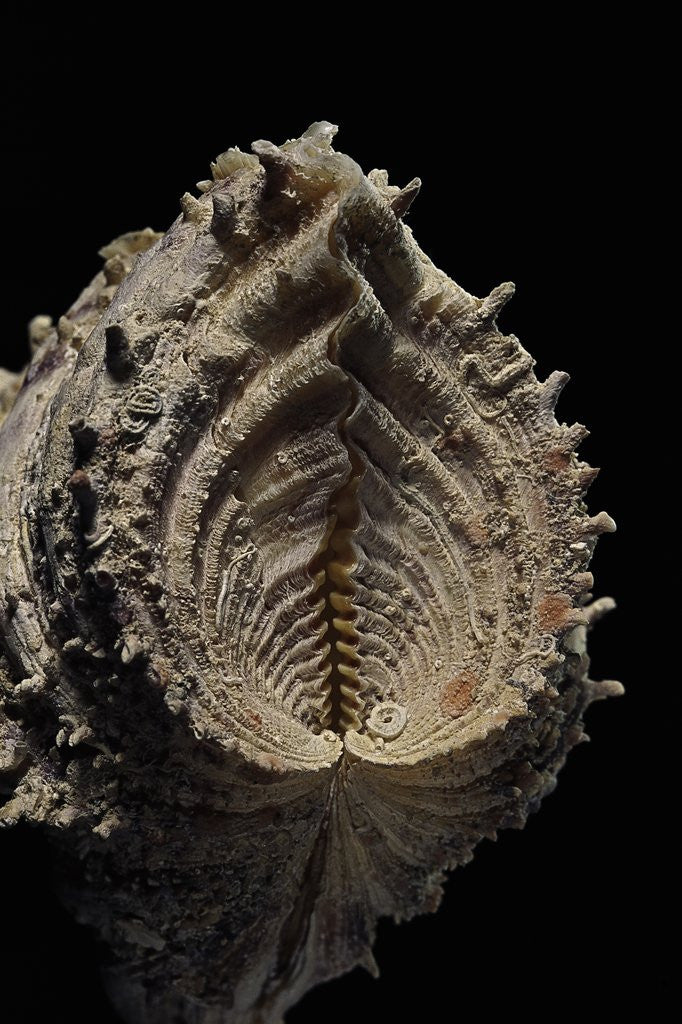 Detail of Hippopus hippopus by Anonymous