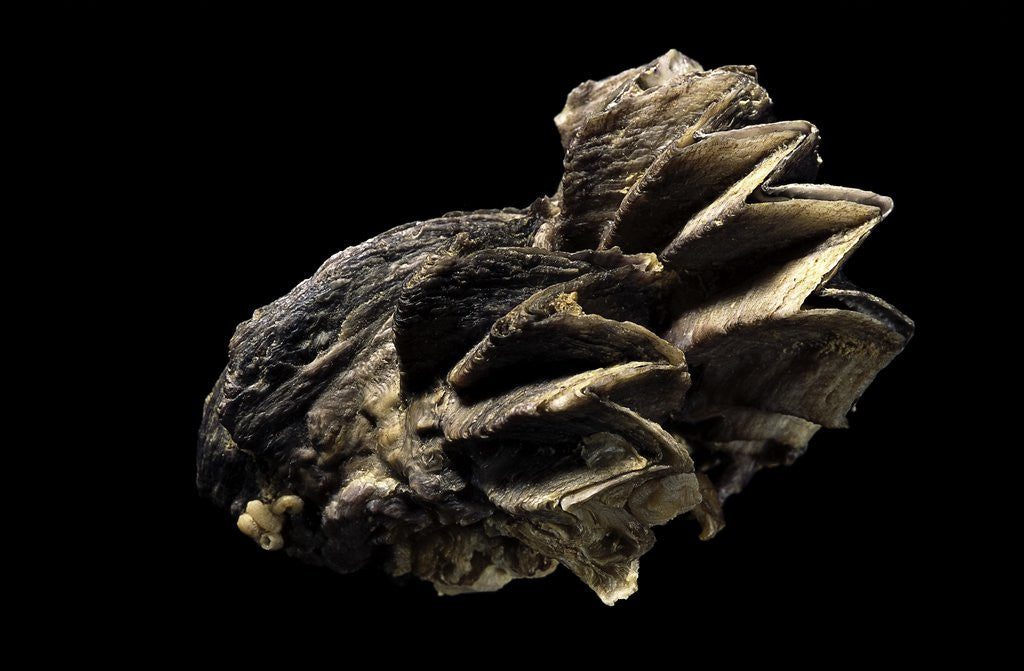 Detail of Lopha cristagalli by Anonymous