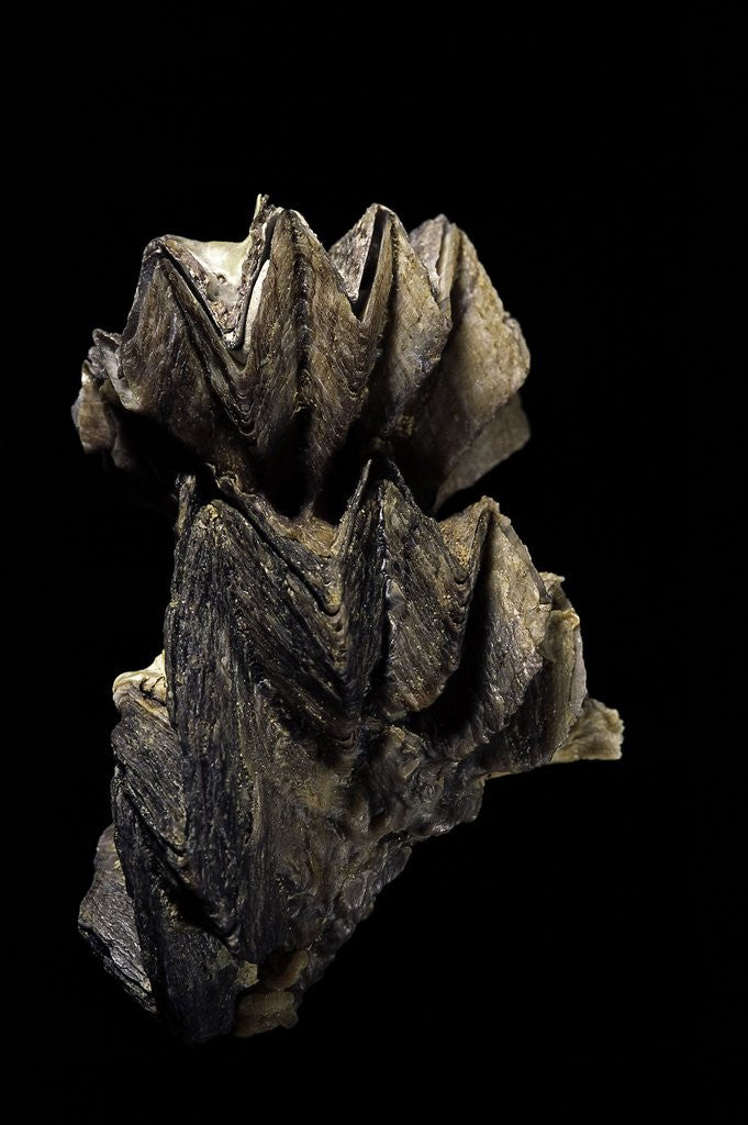 Detail of Lopha cristagalli by Anonymous