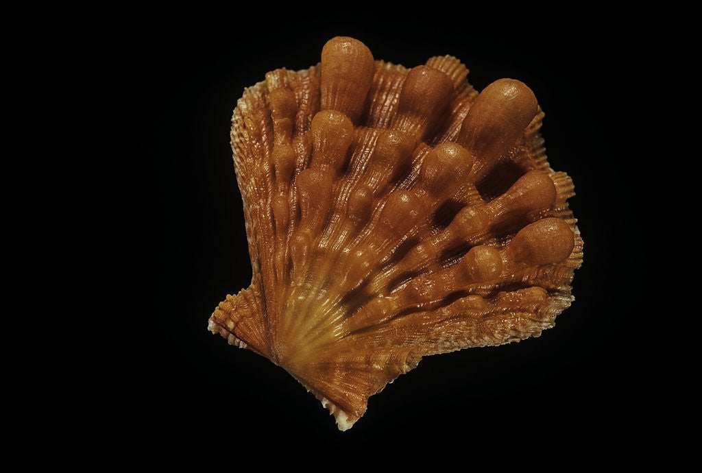 Detail of Lyropecten nodosus by Anonymous