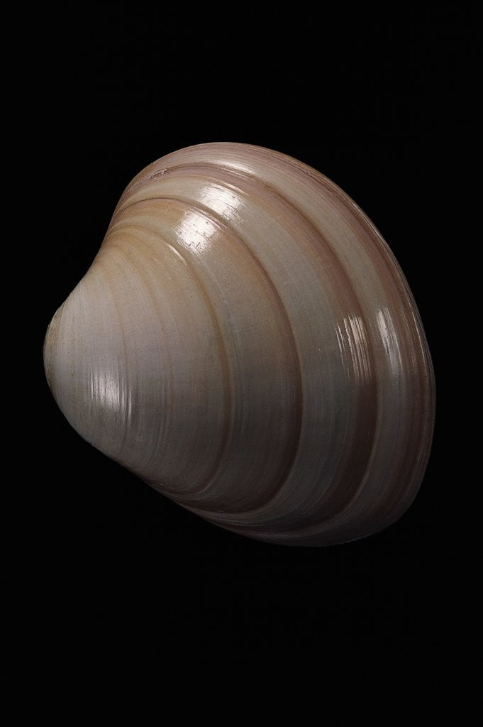 Detail of Megapitaria squalida by Anonymous