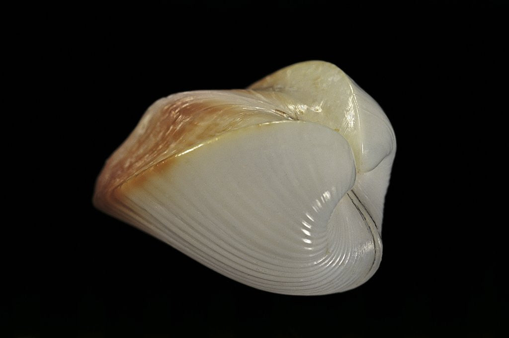 Detail of Meiocardia cumingi by Anonymous