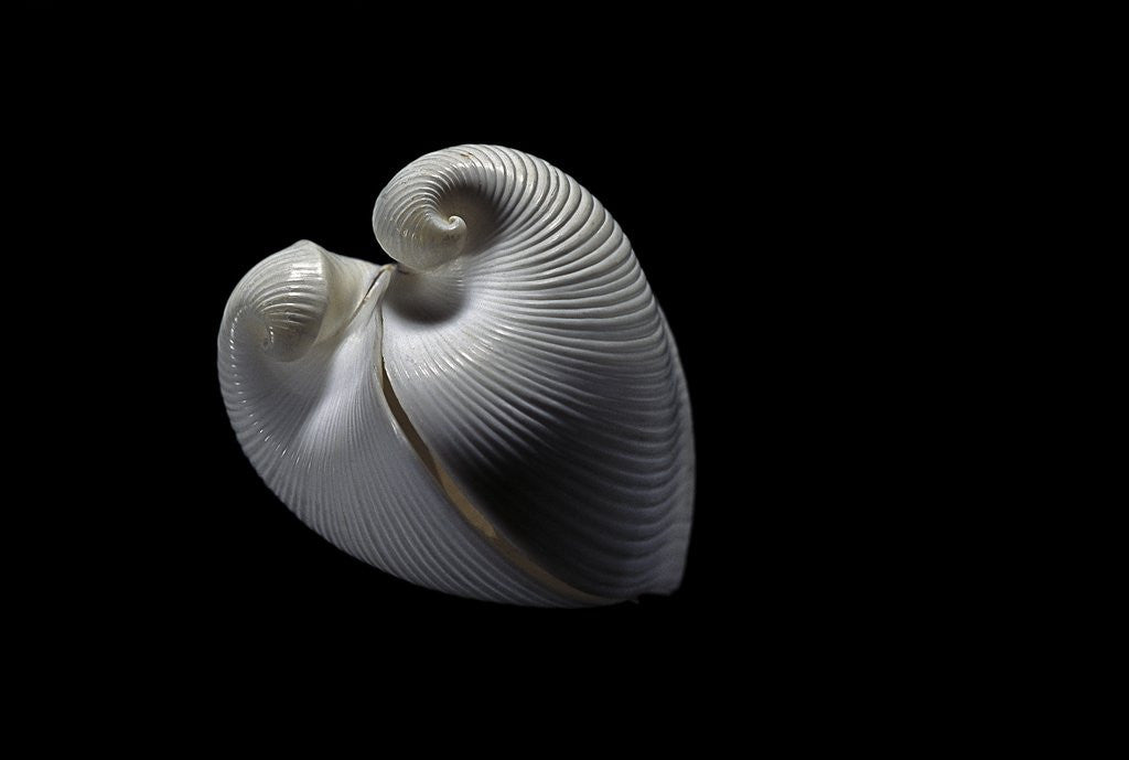 Detail of Meiocardia moltkiana by Anonymous