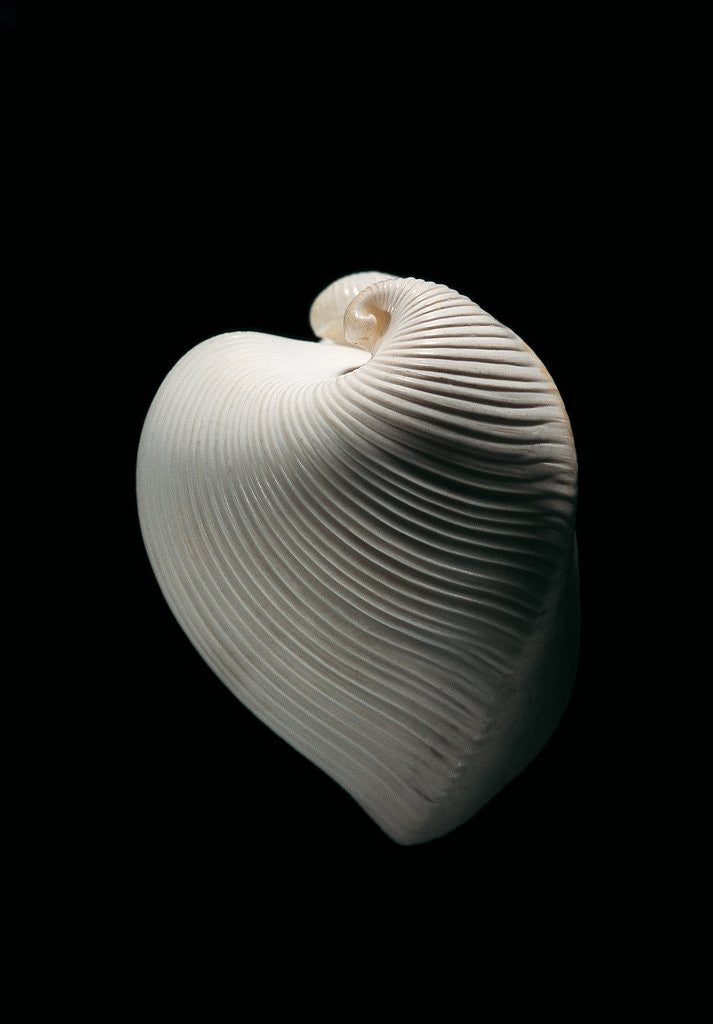 Detail of Meiocardia moltkiana by Anonymous