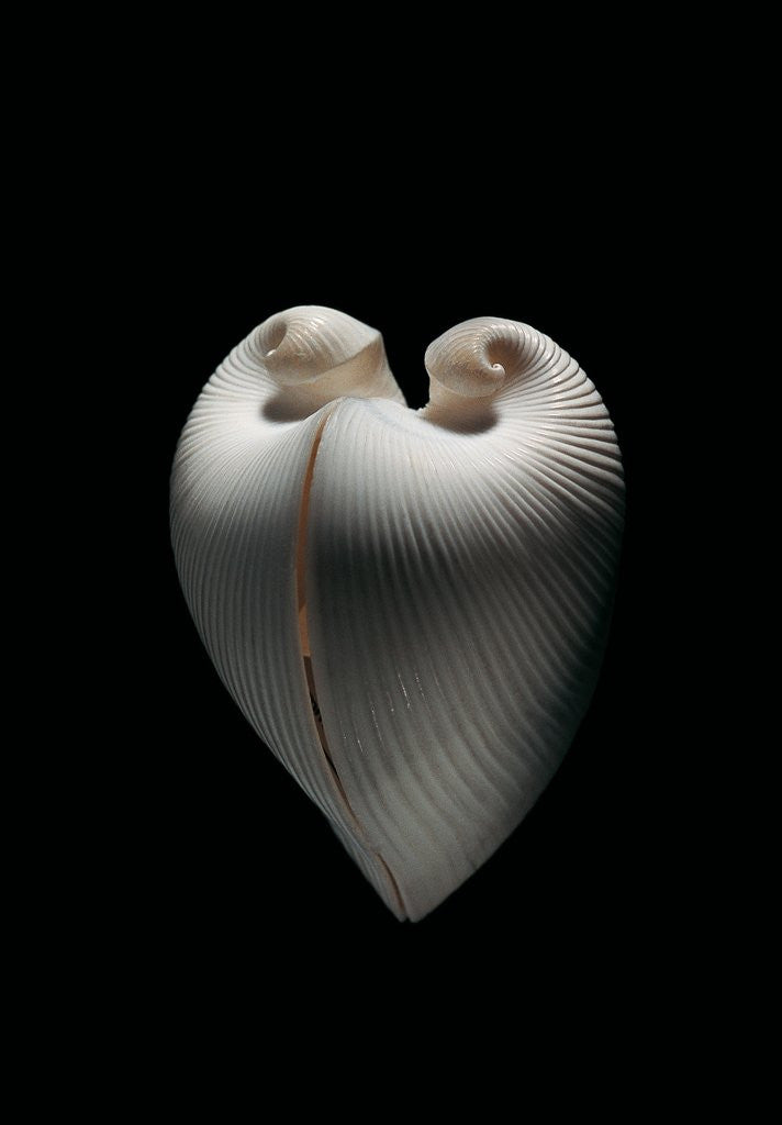 Detail of Meiocardia moltkiana by Anonymous