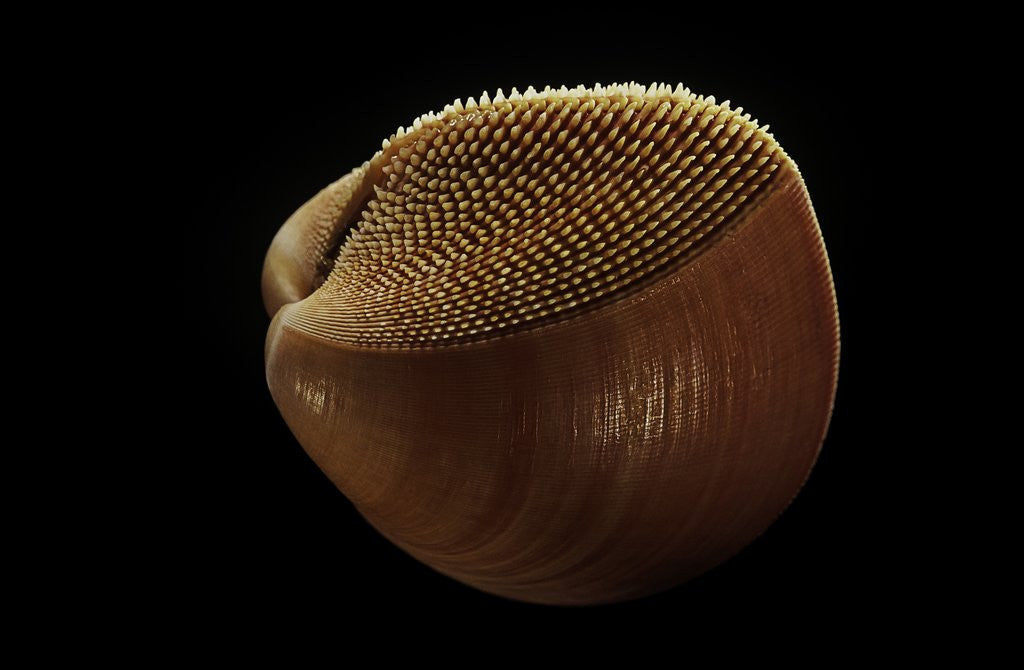 Detail of Nemocardium bechei by Anonymous