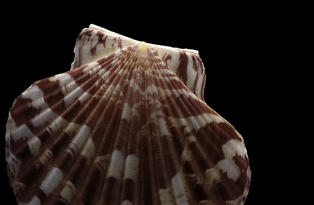 Detail of Pecten albicans by Anonymous
