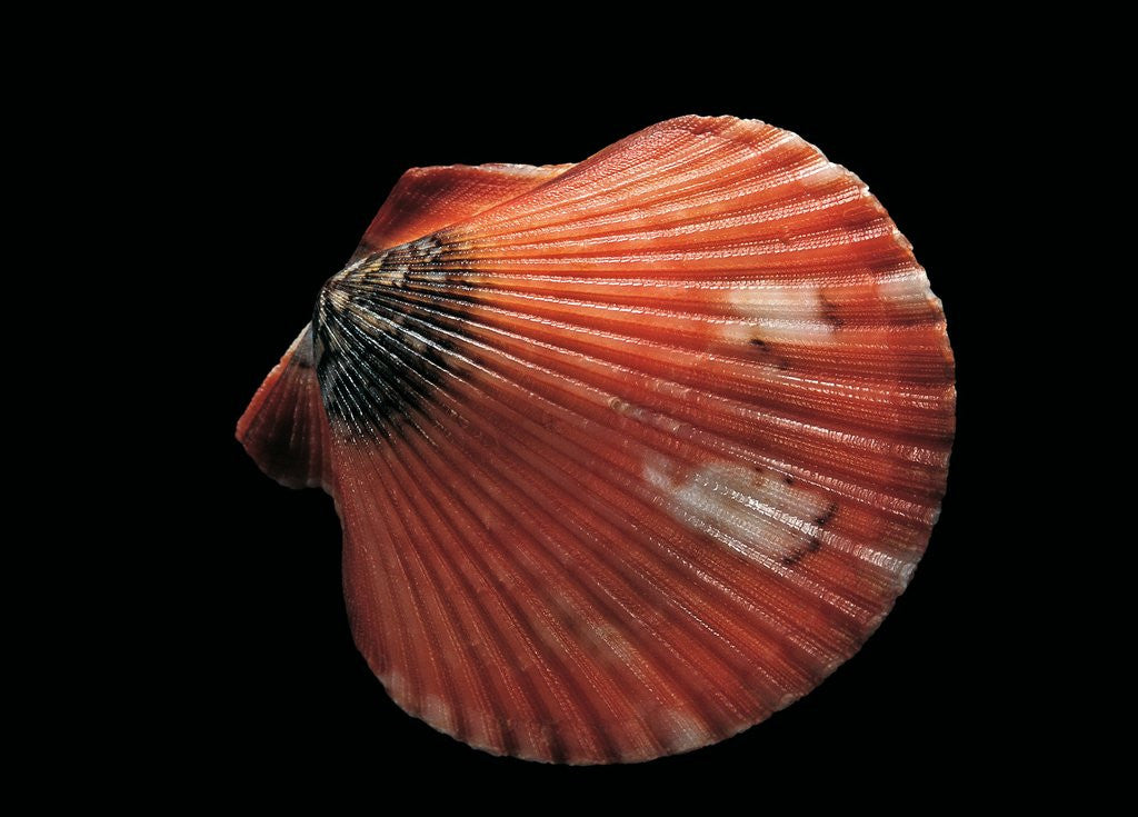 Detail of Pecten flabellum by Anonymous