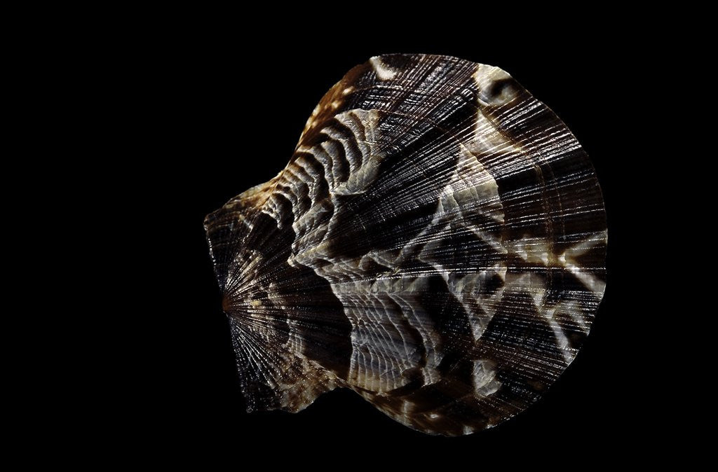 Detail of Pecten glaber by Anonymous