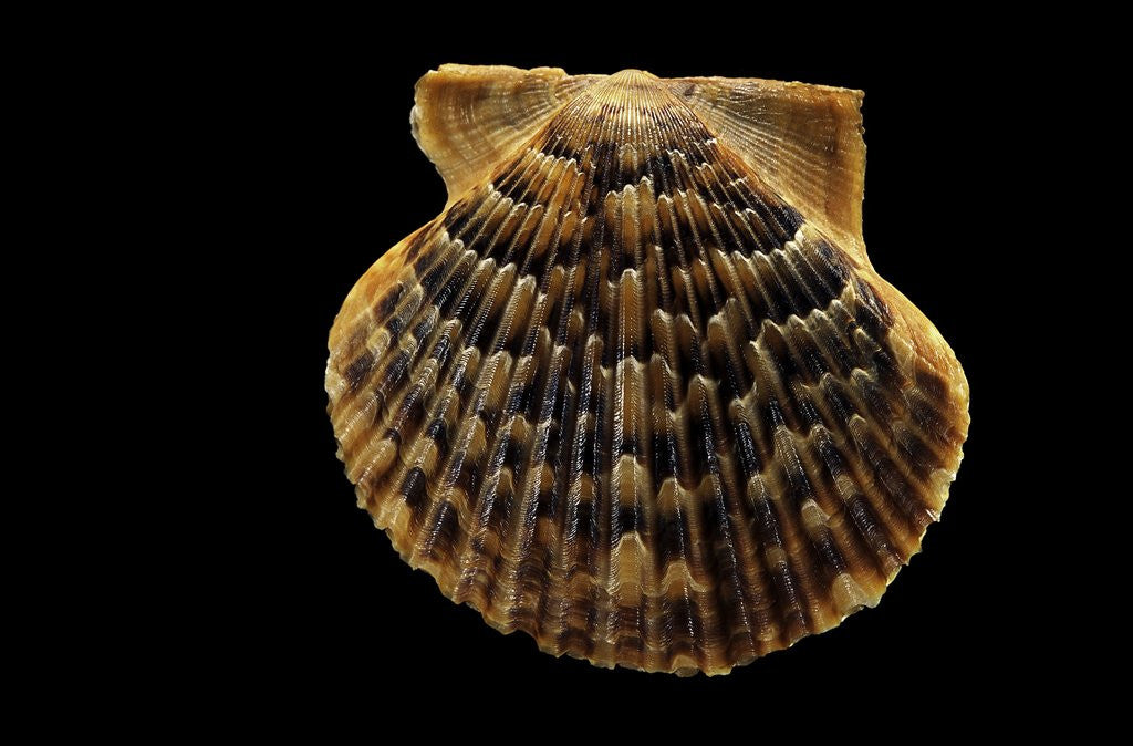 Detail of Pecten islandicus by Anonymous