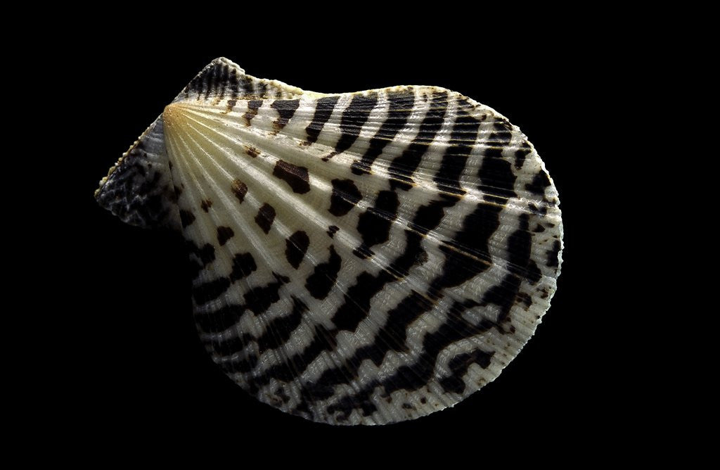 Detail of Pecten lignarius by Anonymous
