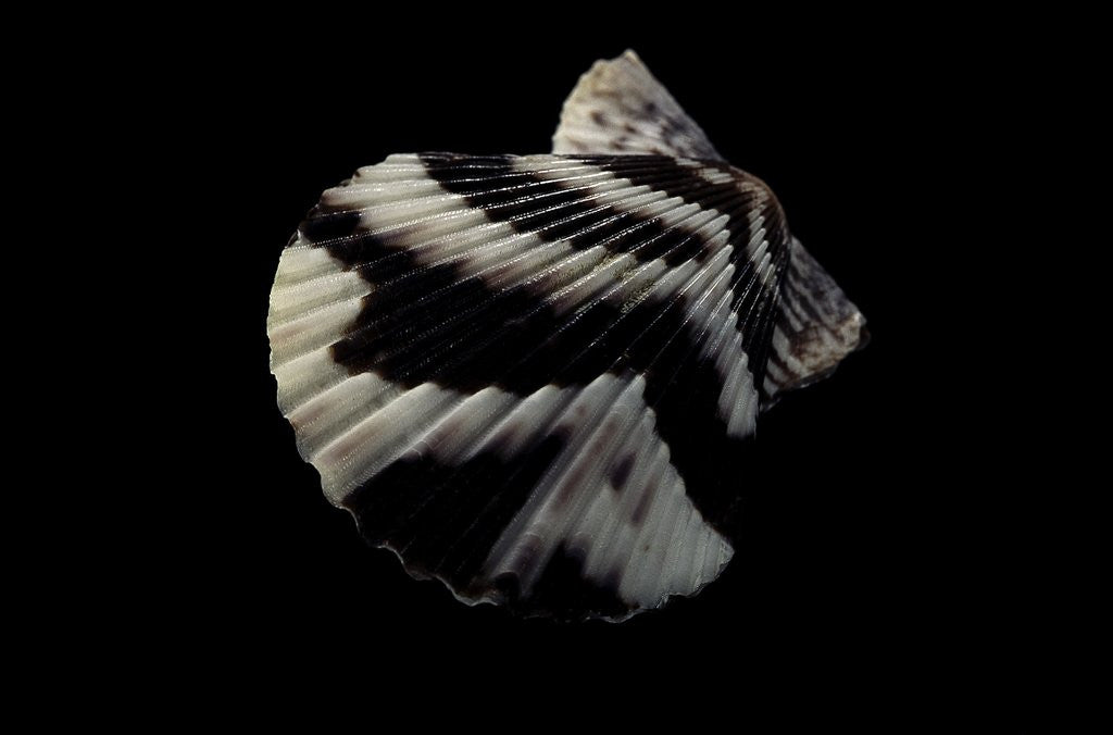 Detail of Pecten tranquebaricus by Anonymous