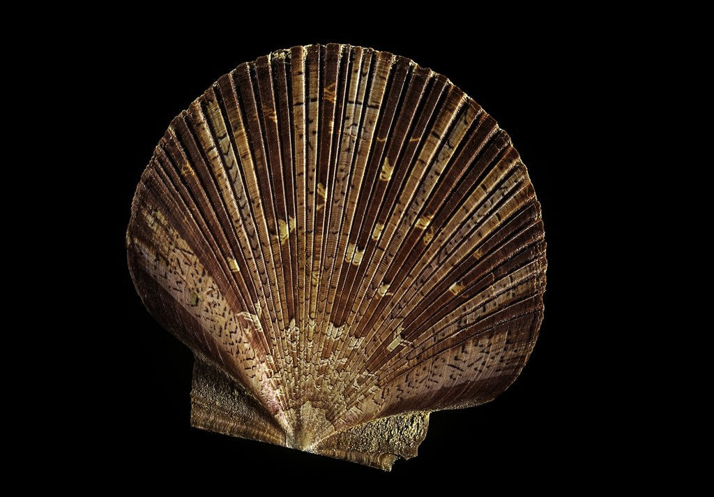Detail of Pecten ziczac by Anonymous