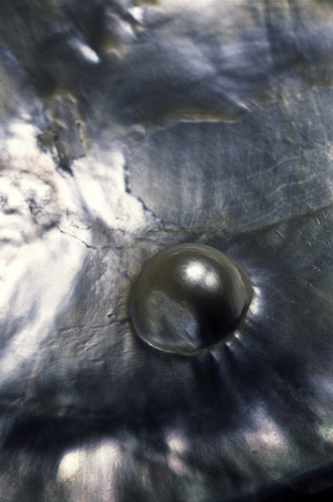 Detail of Pinctada margaritifera (pearl oyster) - with pearl by Anonymous