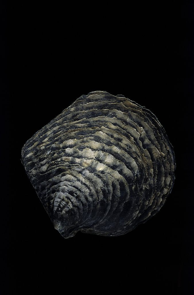 Detail of Pinctada margaritifera (pearl oyster) by Corbis