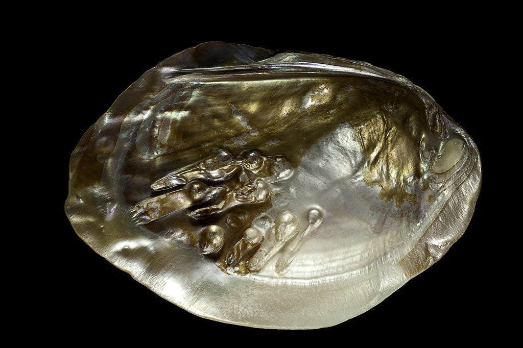 Detail of Pinctada sp. (pearl oyster) by Anonymous