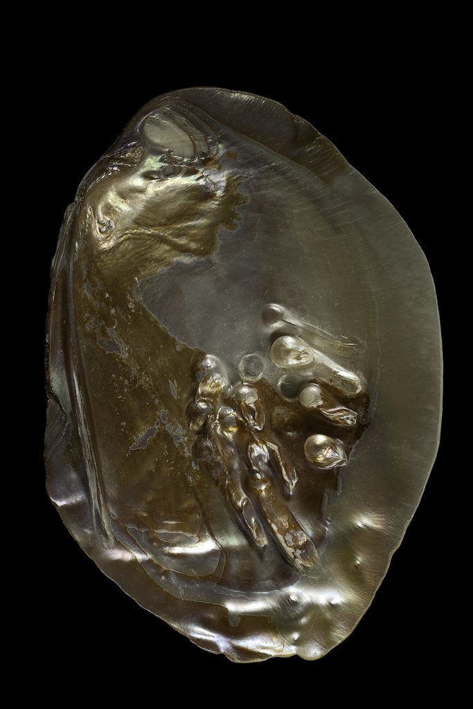 Detail of Pinctada sp. (pearl oyster) by Anonymous