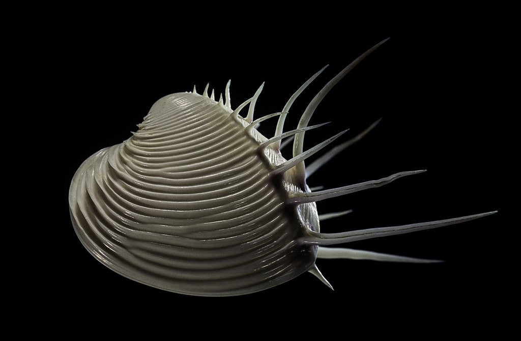 Detail of Pitar lupanaria by Anonymous