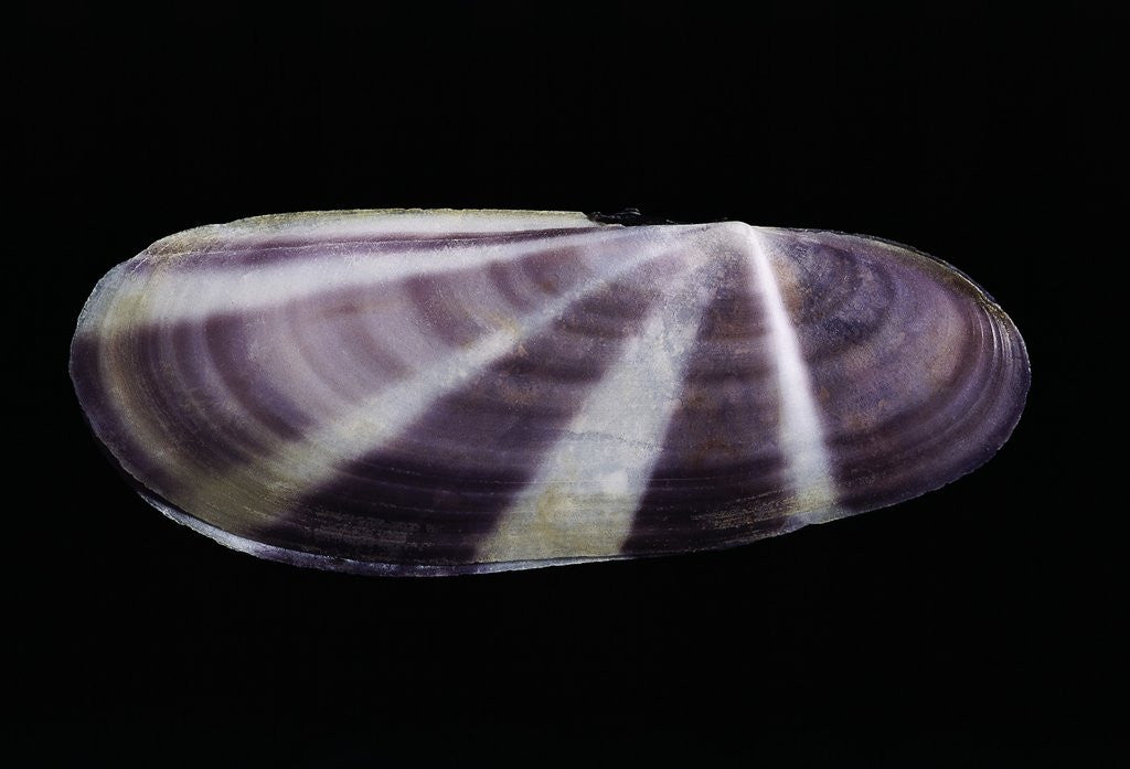 Detail of Siliqua radiata by Corbis