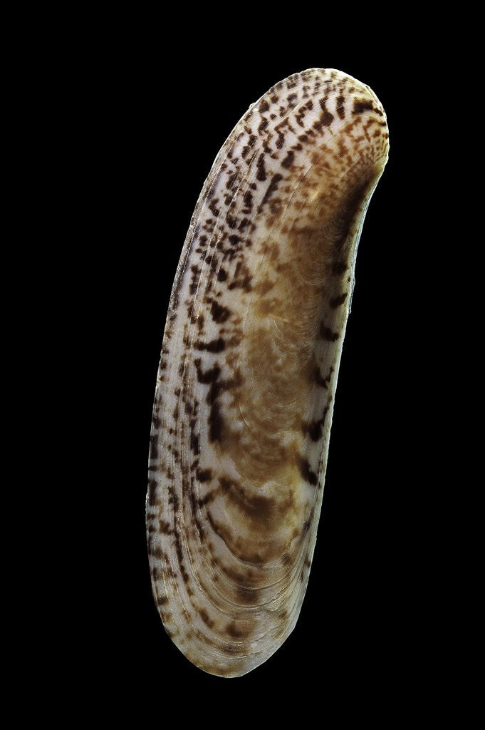 Detail of Siliqua winteriana by Anonymous