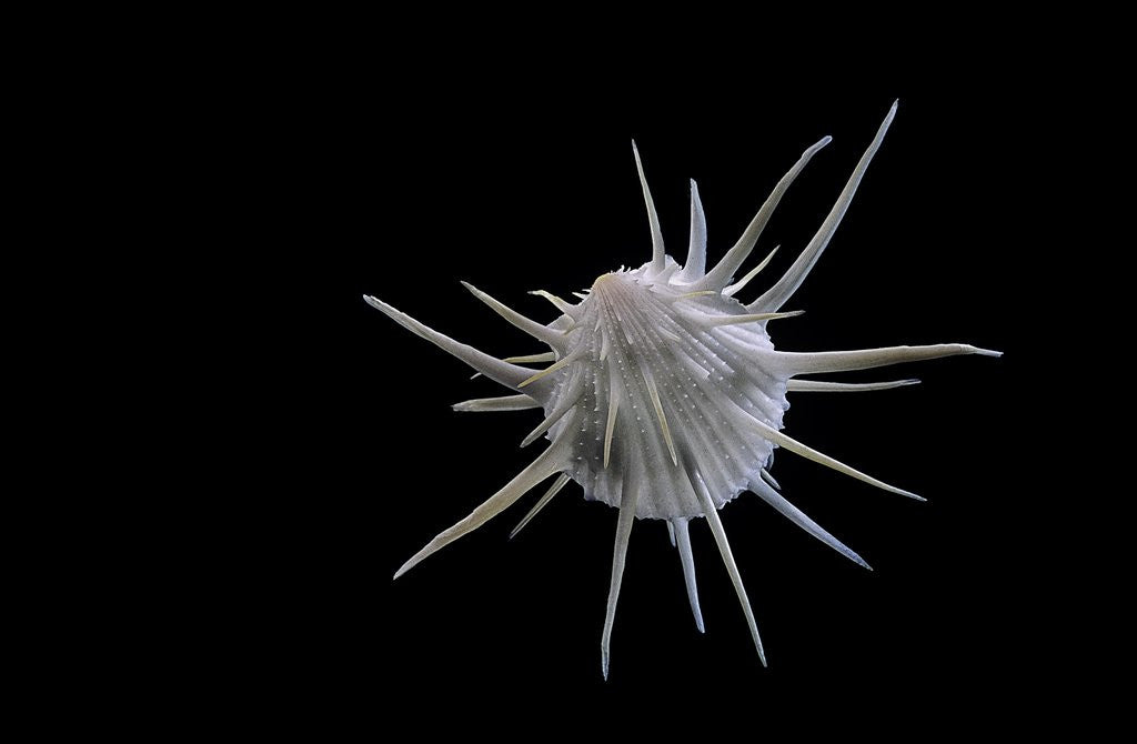 Detail of Spondylus imperialis by Anonymous
