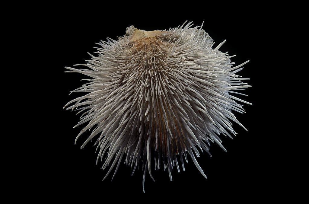 Detail of Spondylus linguaefelis by Anonymous