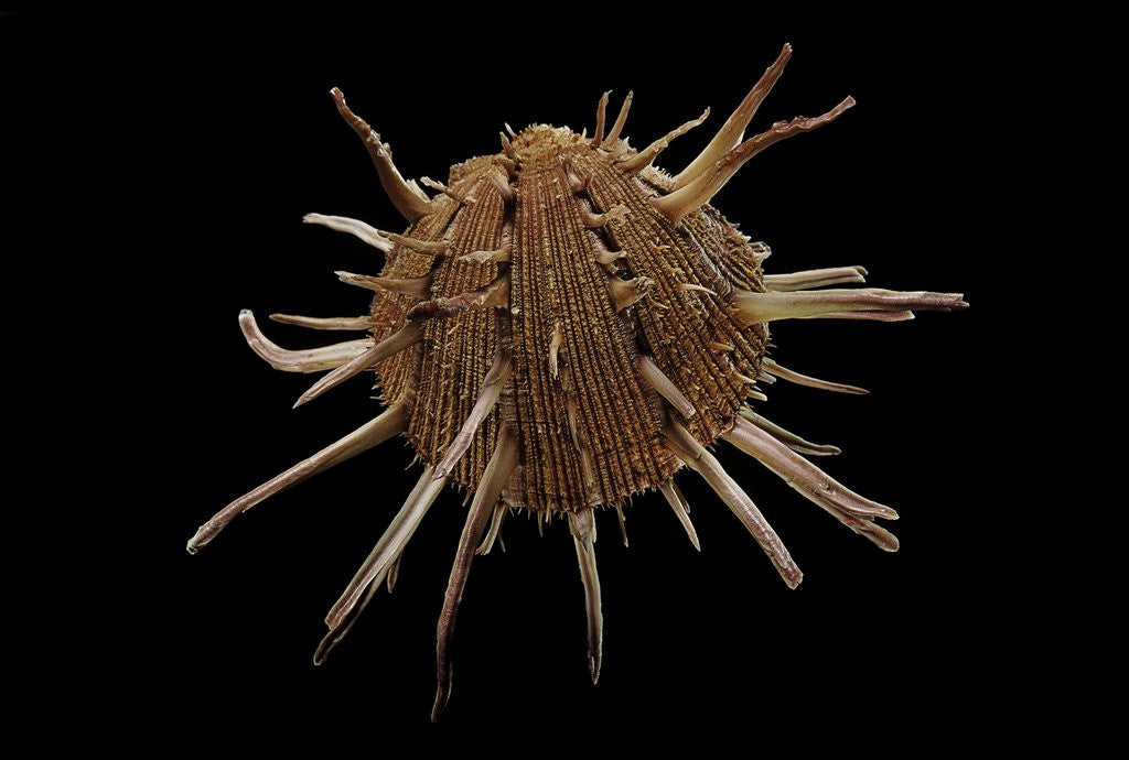 Detail of Spondylus regius by Anonymous