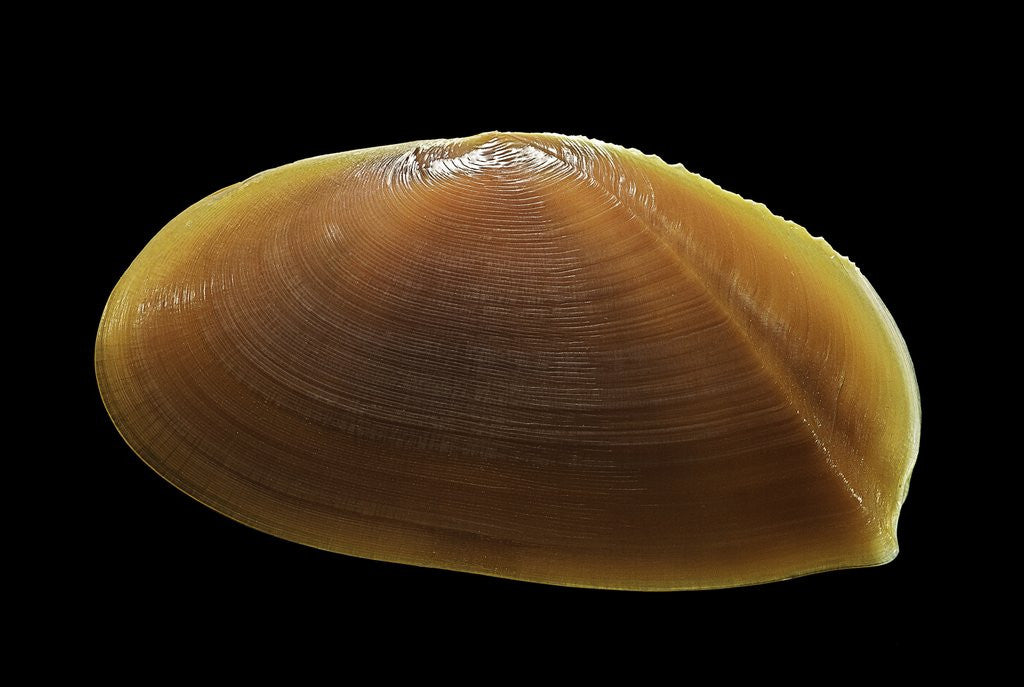 Detail of Tellina foliacea by Anonymous