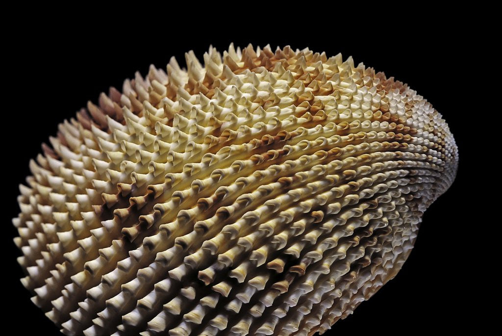 Detail of Trachycardium isocardia by Anonymous