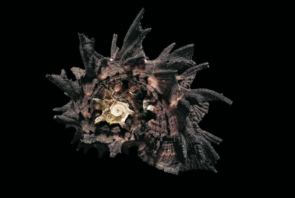 Detail of Angaria delphinus by Anonymous