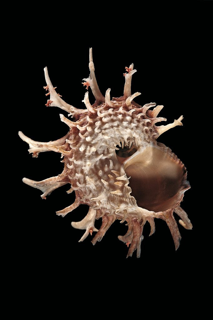 Detail of Angaria delphinus by Anonymous