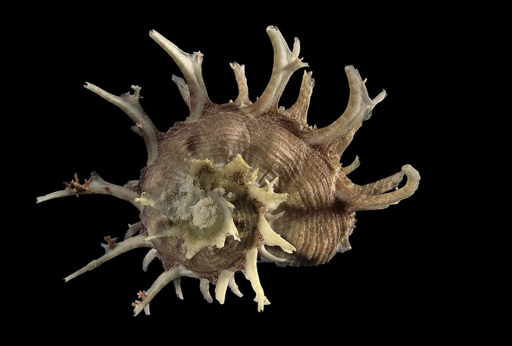 Detail of Angaria delphinus by Anonymous