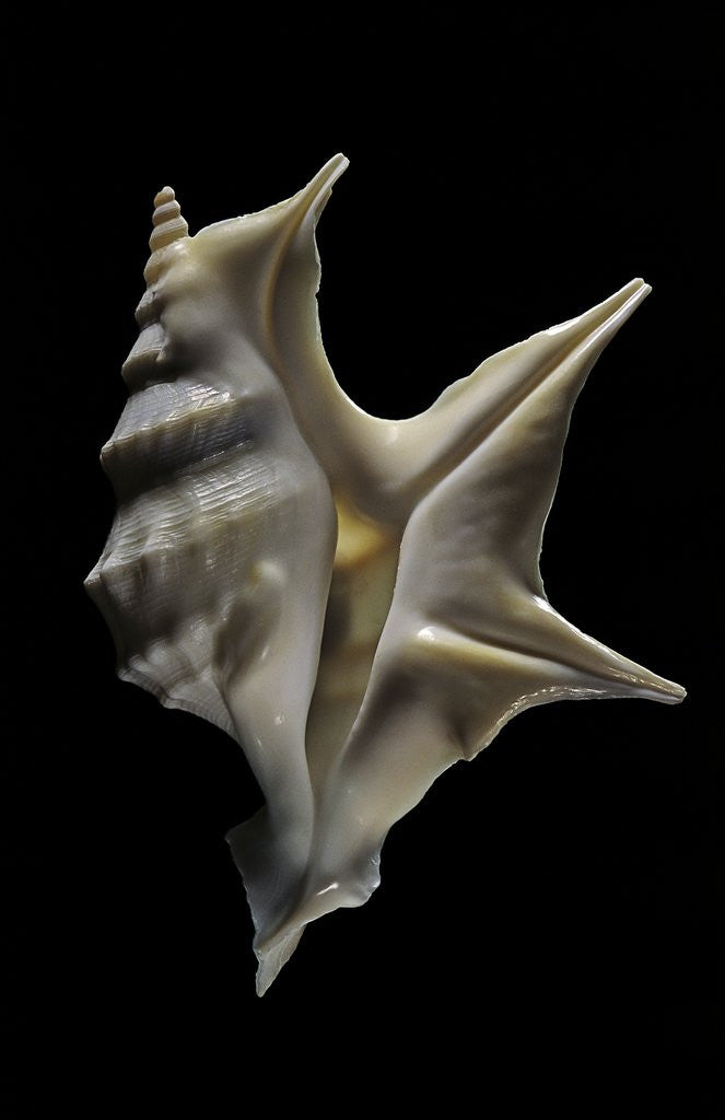 Detail of Aporrhais pespelicanis by Anonymous