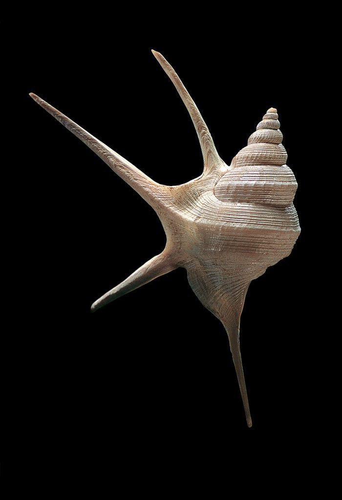 Detail of Aporrhais seresianus by Anonymous