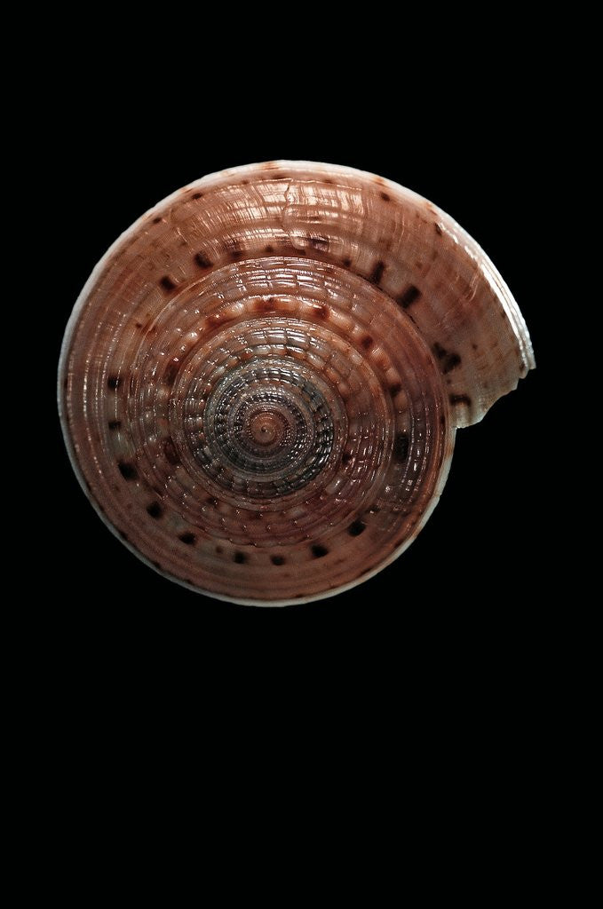 Detail of Architectonica nobilis by Anonymous