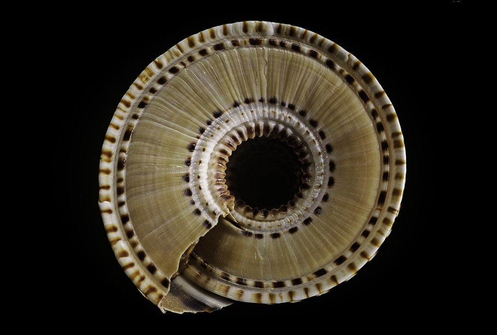 Detail of Architectonica perspectiva by Anonymous