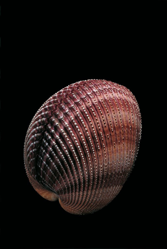 Detail of Trachycardium quadragenarium by Anonymous