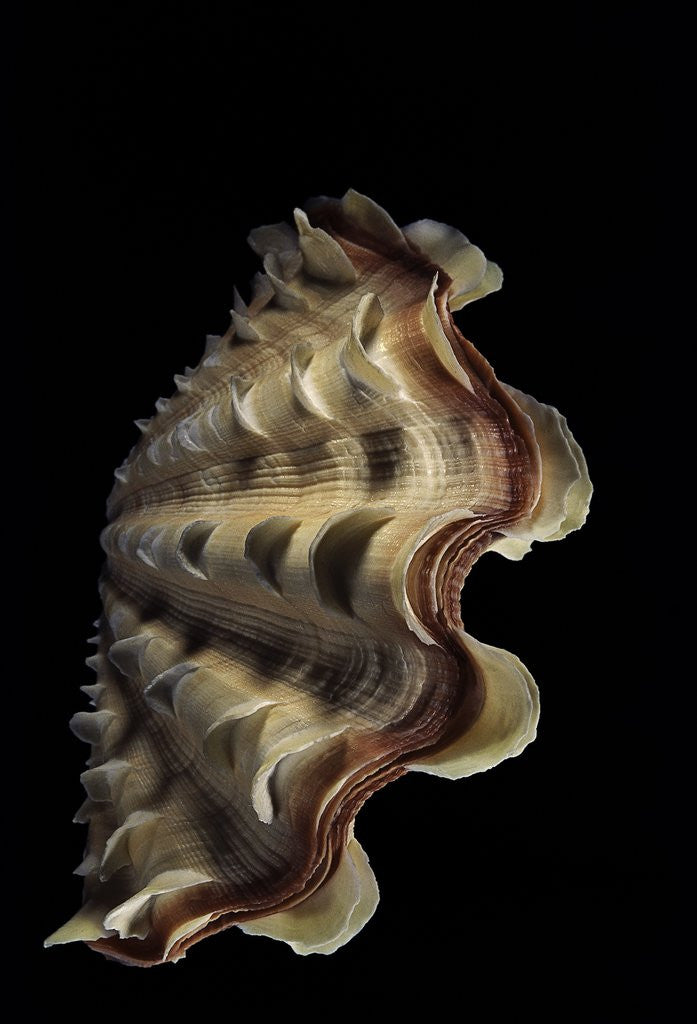 Detail of Tridacna noae by Anonymous