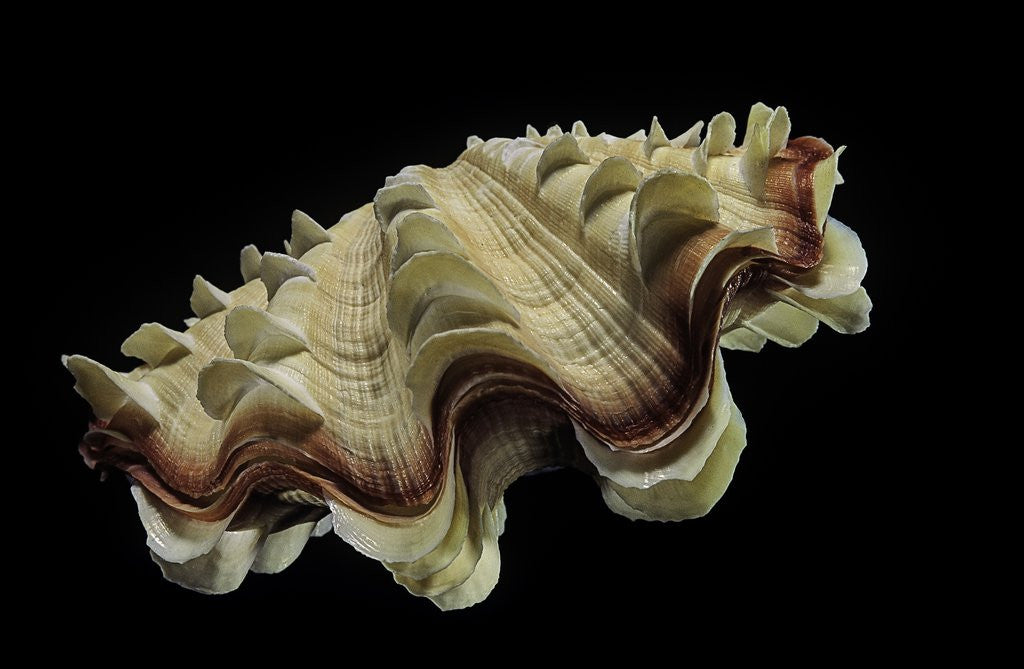 Detail of Tridacna noae by Anonymous