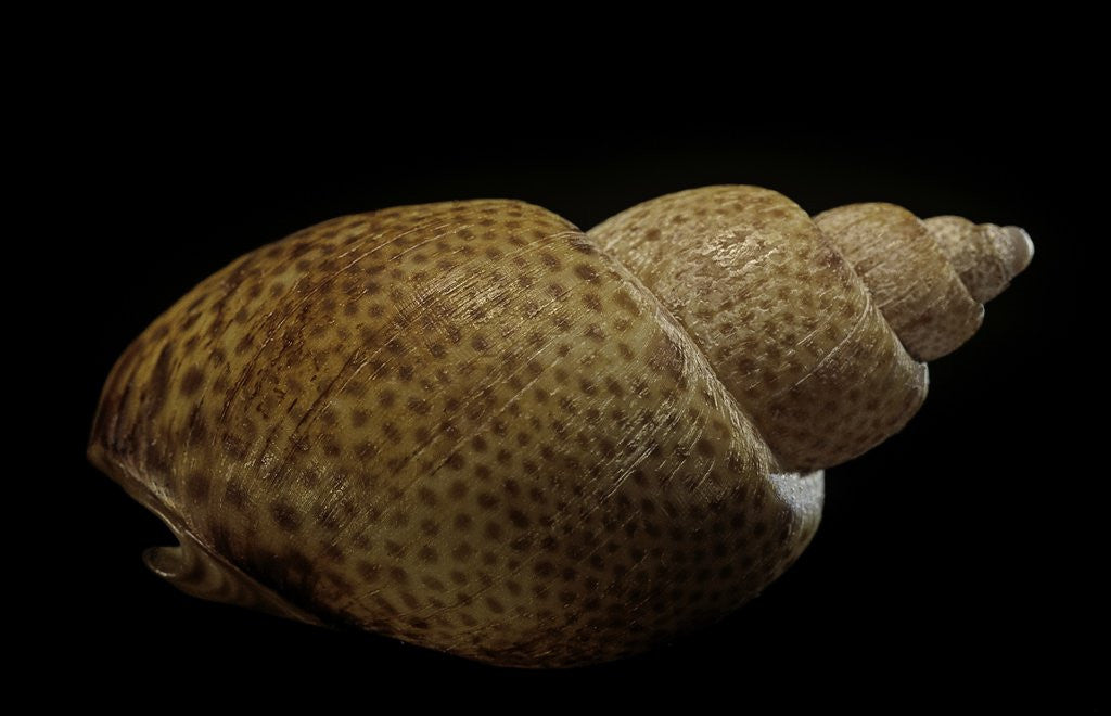 Detail of Babylonia papillaris by Anonymous
