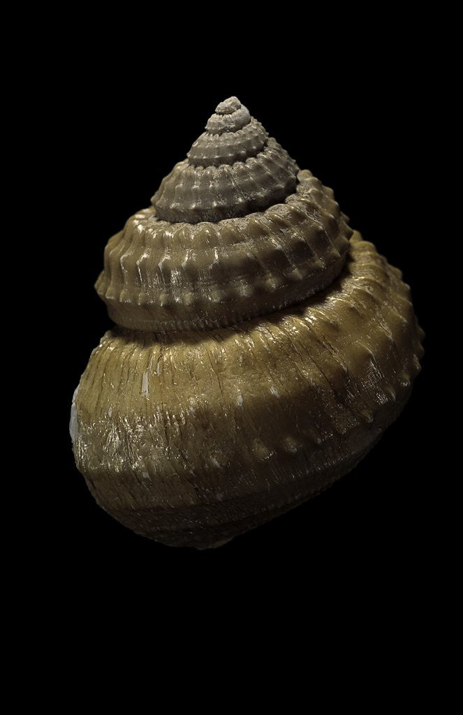 Detail of Bathybembix bairdii by Anonymous