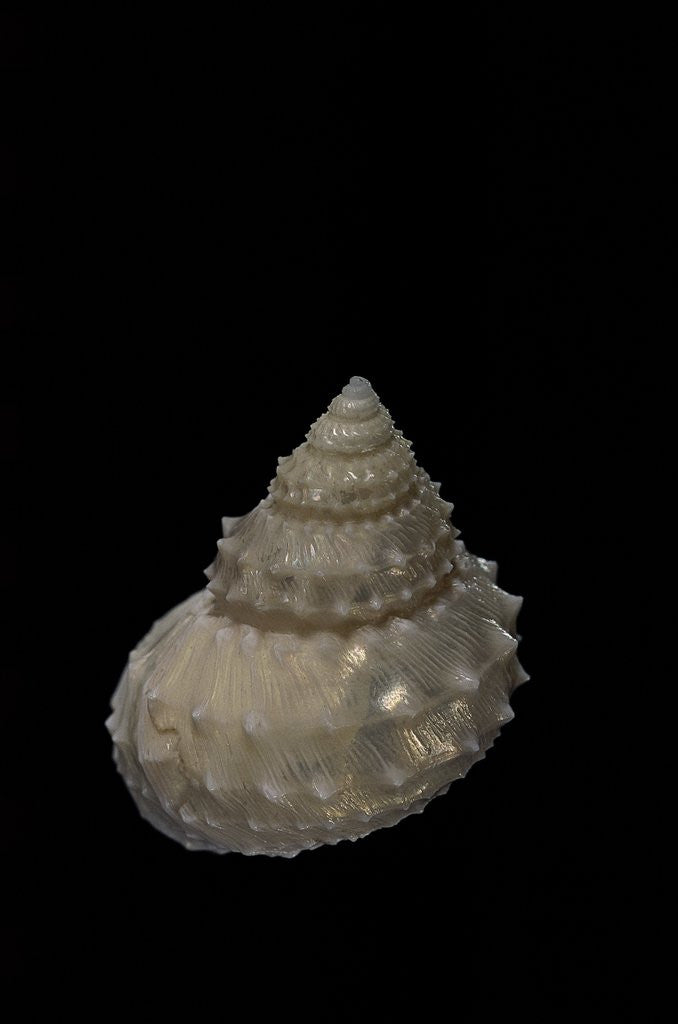 Detail of Bathybembix crumpii by Anonymous