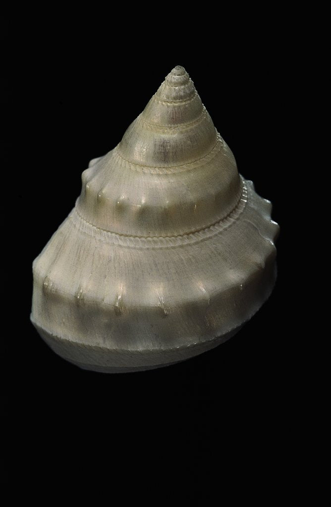 Detail of Bathybembix crumpii by Anonymous